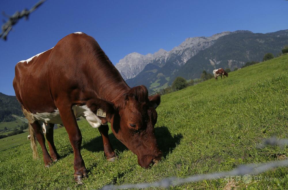 青銅製   夫婦が乗った牛 青銅製 夫婦が乗った牛 犬連れでハイキング中の夫婦、牛の