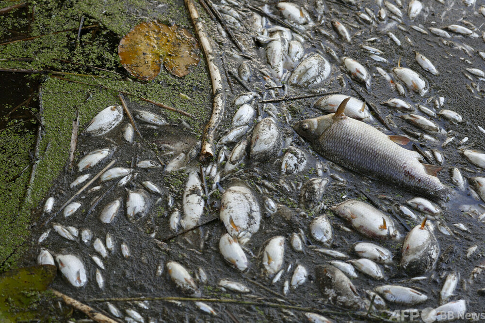 オーデル川の魚大量死は「人為的災害」 独環境省 写真3枚 国際ニュース：AFPBB News
