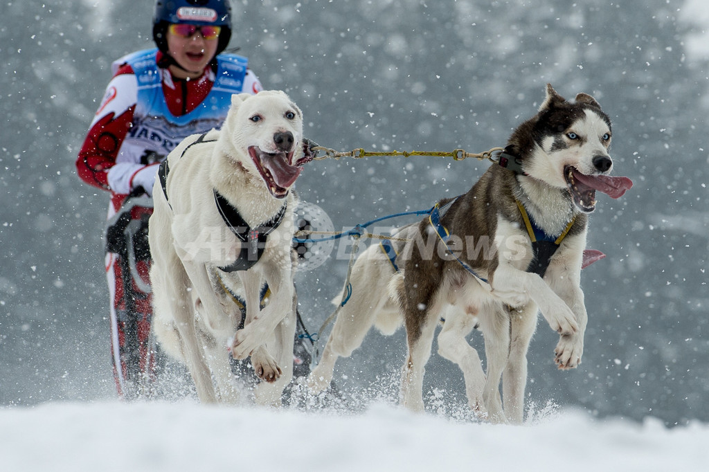 雪の中を疾走！犬ぞり欧州選手権 ドイツ