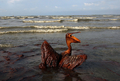 米南部沖のメキシコ湾（Gulf of Mexico）の原油流出事故で油まみれになったカッショクペリカン。米ルイジアナ（Louisiana）州East Grand Terre Islandで撮影。流出した原油はルイジアナ州沿岸部に大量に押し寄せている（2010年6月4日撮影）。(c)AFP/Getty Images/Win McNamee