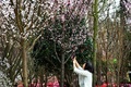 シンガポールの植物園「ガーデンズ・バイ・ザ・ベイ」で開幕した日本をテーマにした「桜祭り」で、桜の写真を撮る来場者（2018年3月16日撮影）(c)AFP PHOTO / Roslan RAHMAN