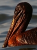 米南部沖のメキシコ湾（Gulf of Mexico）の原油流出事故で油まみれになったカッショクペリカン。米ルイジアナ（Louisiana）州East Grand Terre Islandで撮影。流出した原油はルイジアナ州沿岸部に大量に押し寄せている（2010年6月4日撮影）。(c)AFP/Getty Images/Win McNamee