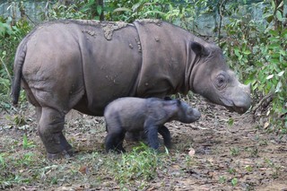 絶滅危惧種スマトラサイ、繁殖目指し米動物園からインドネシアへ 絶滅危惧種スマトラサイ、繁殖目指し米動物園からインドネシアへ