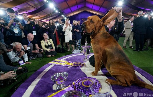 米伝統のドッグショー、最高賞はブラッドハウンドの「トランペット