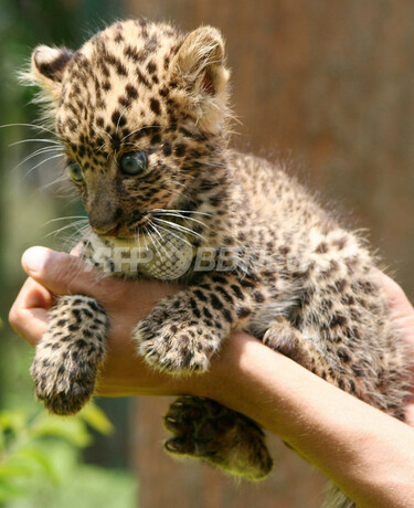 生後40日のヒョウの子供、インド東部で保護 写真4枚 国際ニュース