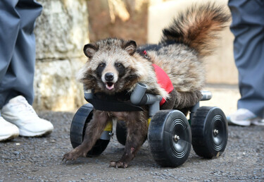 車いすに乗った保護タヌキ、動物園でガイドとして活躍！？ 神奈川 写真