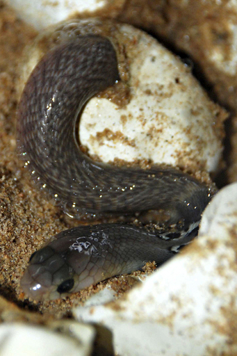 インドコブラ、誕生の瞬間