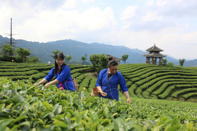 1人あたりの年間茶消費量が2キロに、珠江デルタ地域