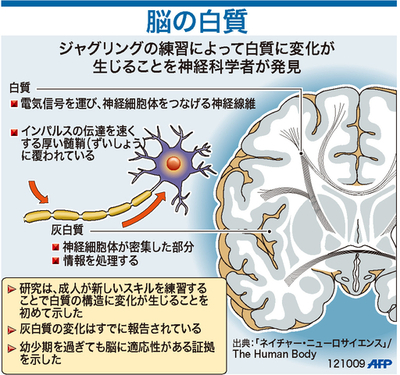 【図解】脳の白質