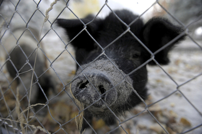 チリの火山噴火、子ブタの鼻も灰まみれに