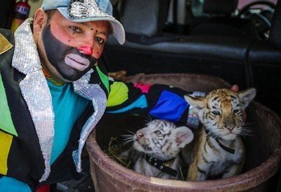 サーカスで希少なベンガルトラの赤ちゃん3頭誕生、ニカラグア