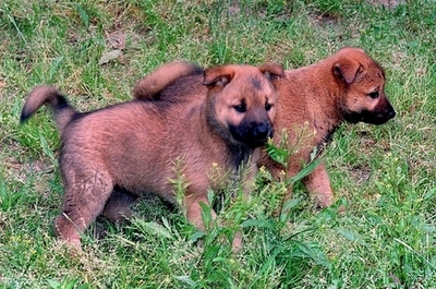脱北者とともに初の「脱北犬」、韓国報道