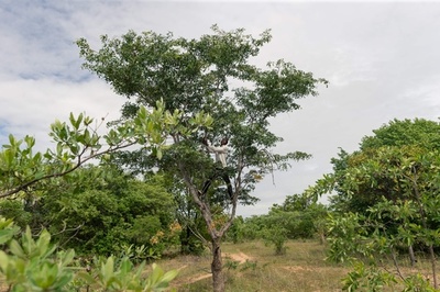 ジンバブエの珍味「クリスマスコガネムシ」 地方に残る昆虫食