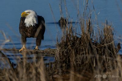 米政府、絶滅危惧種法を制限 経済への配慮義務化