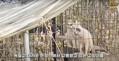 犬・猫引き取る「優しい飼い主」、実は「違法」繁殖業者…韓国・45匹を救出