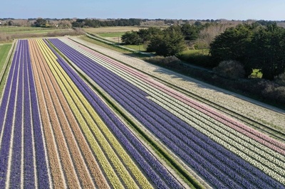 晴天に映える花の帯 仏西部のヒヤシンス畑