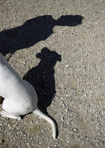 殺処分を命じられたイヌを救出、飼い主に有罪判決