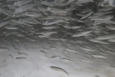 中国東北部の川でサケの稚魚69万匹放流