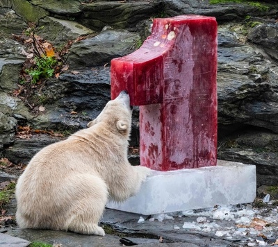 ごちそうをガブリ！ ホッキョクグマの「ヘルタ」1歳に ドイツ
