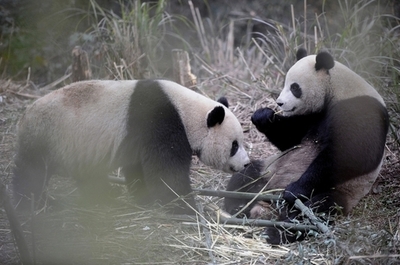 中国寄贈のパンダは着色されたクマ?! エープリルフール記事で騒動 台湾