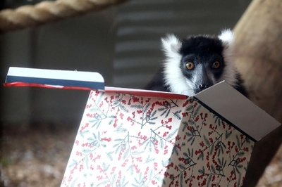お味はいかが？ 動物たちにクリスマスギフト NZ