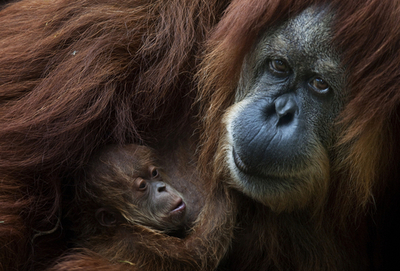 41歳のオランウータンが出産、イスラエル