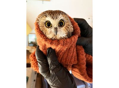 クリスマスツリーから小さなフクロウ 米NYのロックフェラーセンター