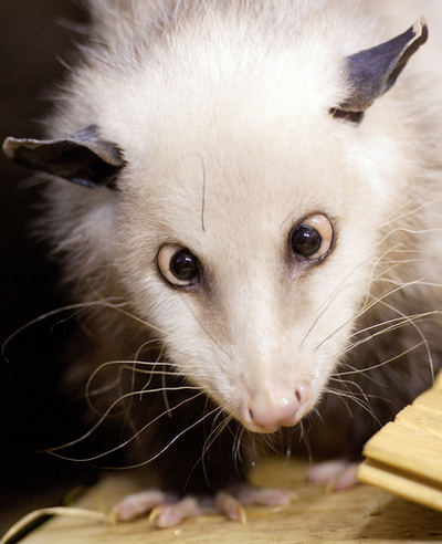 「寄り目のハイジ」、米テレビでアカデミー賞を予言へ