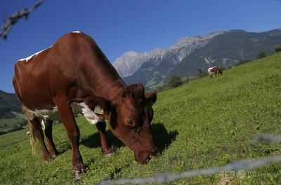 犬連れでハイキング中の夫婦、牛の群れに襲われる 夫死亡 オーストリア