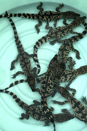 絶滅危惧のシャムワニ、見つかった卵から9匹ふ化 カンボジア