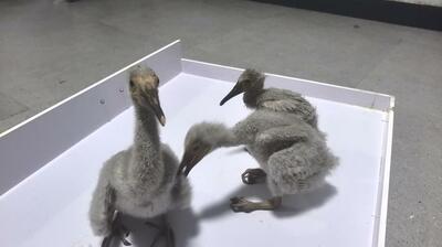 中国江西省初、トキのひな4羽の繁殖に成功