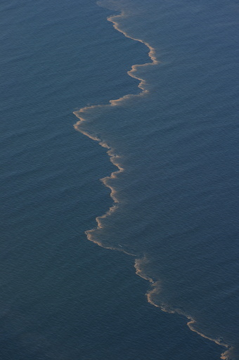 イルカの肺疾患と大量死、BP原油流出に起因 研究報告