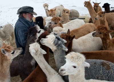 アルパカがいっぱい、ドイツのアルパカ・パーク
