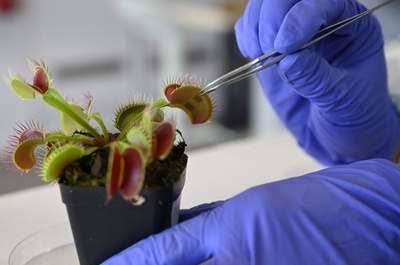 自然と技術を融合させた「ロボ植物」が現実に？ シンガポール