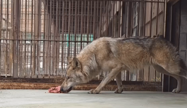 大田オーワールドのSNSに公開されたオオカミ「ヌック」の映像(c)NEWSIS