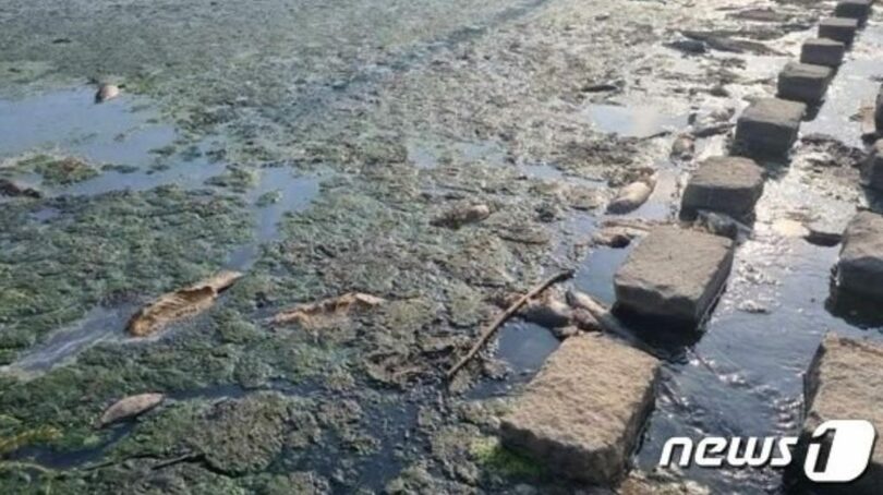 麗水市の双鳳川で今月8日、汚水が流入したことで、大量の魚が死んだ（写真＝麗水環境運動連合提供）(c)news1