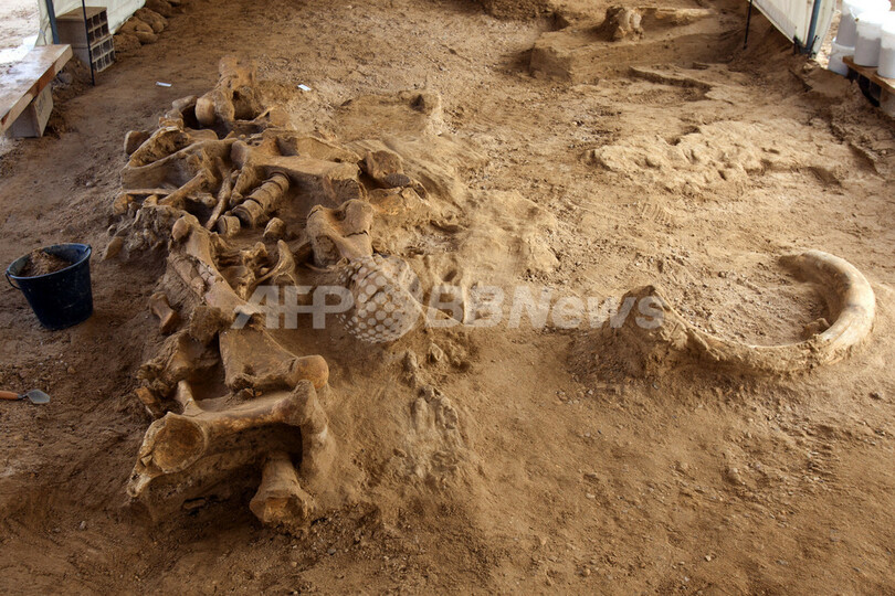 ほぼ完全なマンモスの骨格、仏パリ近郊で発掘