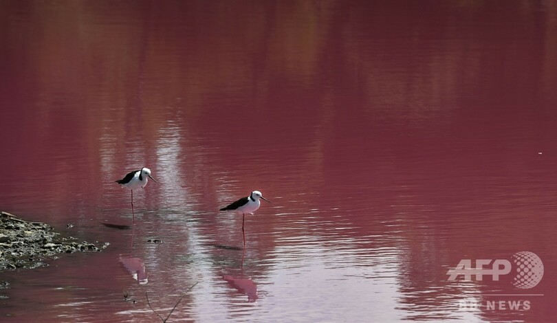 湖が鮮やかなピンク色に…！ その原因は？ 豪・メルボルン郊外