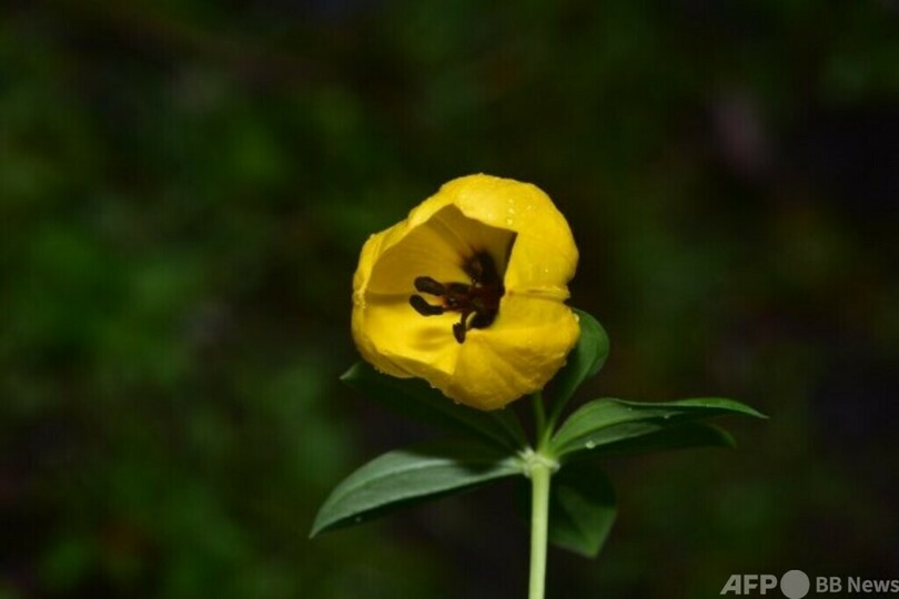 中国第2次青海チベット高原総合科学調査 新種生物3000種以上を確認