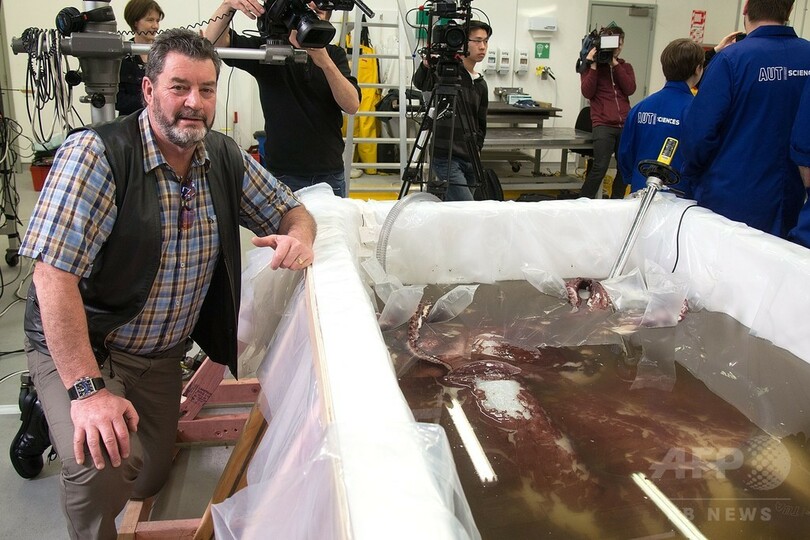 350キロの巨大イカ、南極沖で発見 体内には卵も