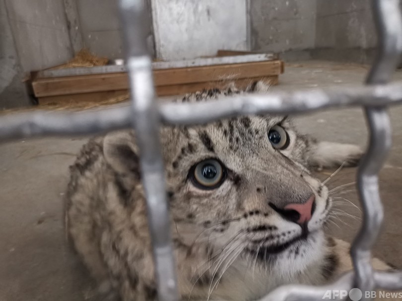 内モンゴルの動物園が野生のユキヒョウを「展示する」と発表 世論反発