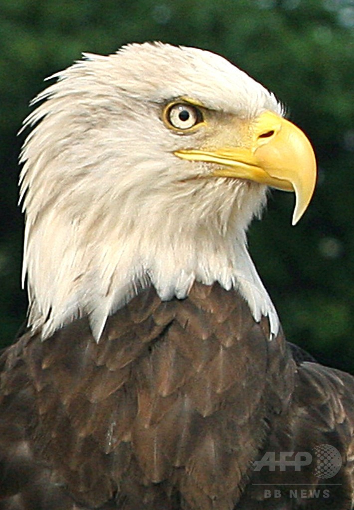 北米の鳥類種 半数以上が絶滅の危機に 米報告書 写真1枚 国際ニュース Afpbb News