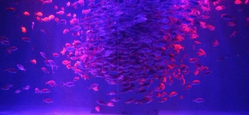 震災復興支援、近畿大学産マダイ稚魚をのとじま水族館に無償提供 群泳ショー「マダイの音と光のファンタジア」を開催