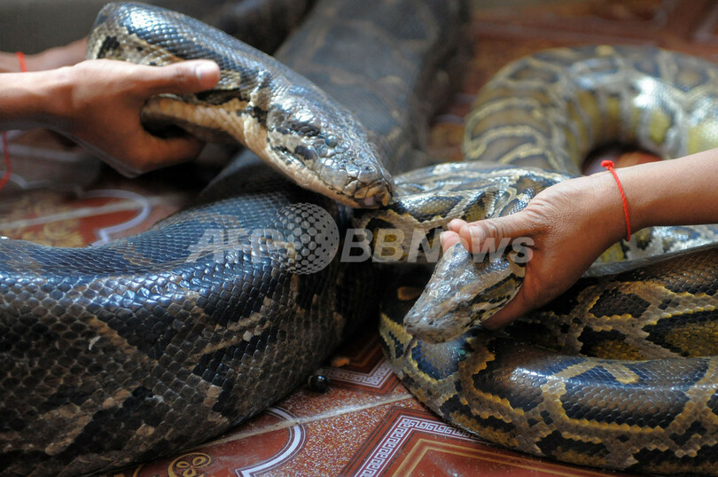 カンボジアでヘビの結婚式、精霊のお告げで
