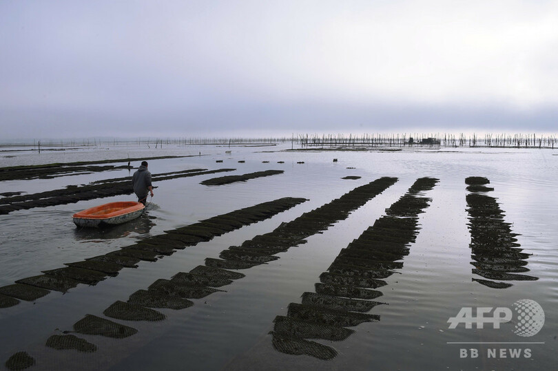 謎のカキ大量死、原因はウイルスと細菌の2段階攻撃 フランス研究