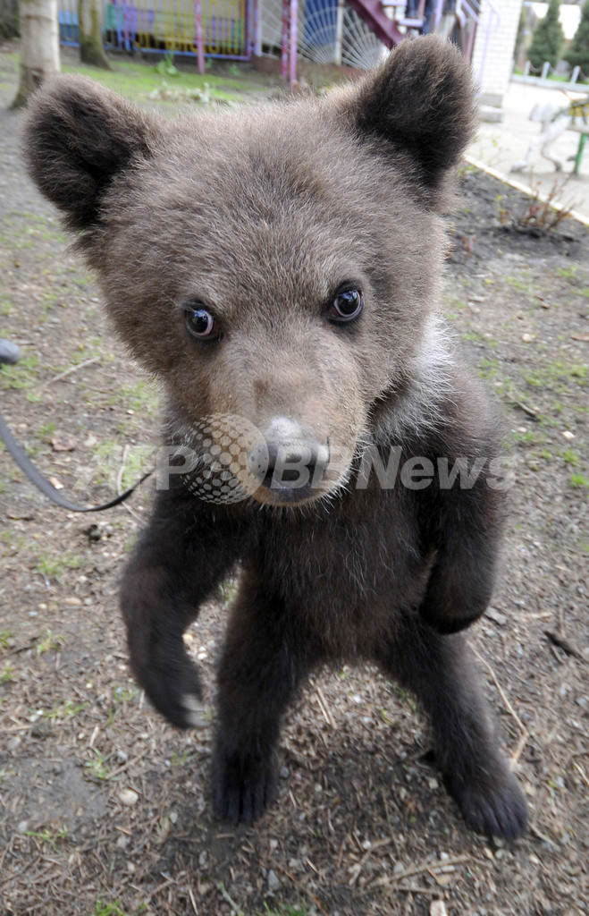好奇心むくむく、動物園の子グマ ロシア