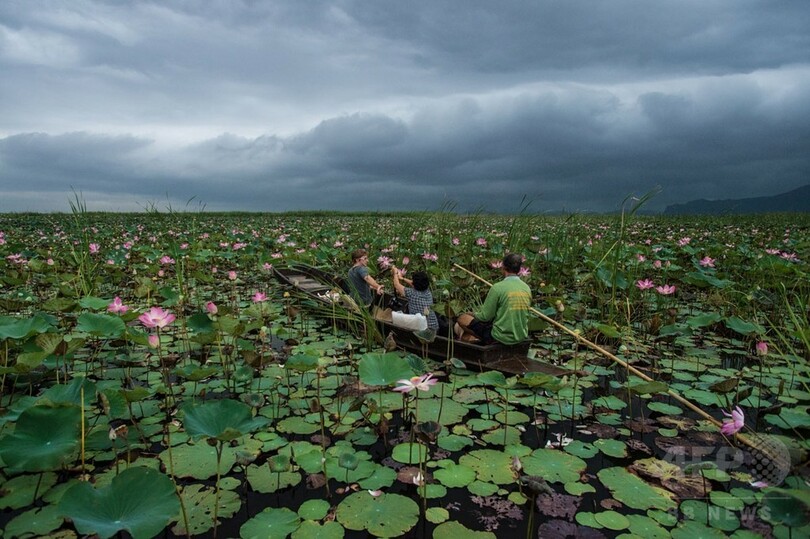 【AFP記者コラム】タイの湖から聖なる花、ハスの季節