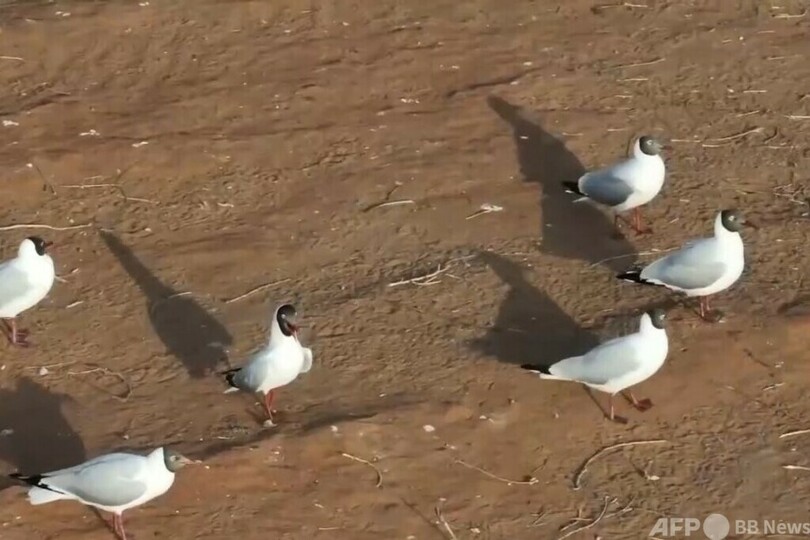 絶滅危惧種ゴビズキンカモメ、中国最大の砂漠淡水湖で今年初観測