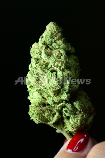 米2州で大麻合法化、同性婚も3州で承認 6日の住民投票で 米2州で大麻合法化、同性婚も3州で承認 6日の住民投票で