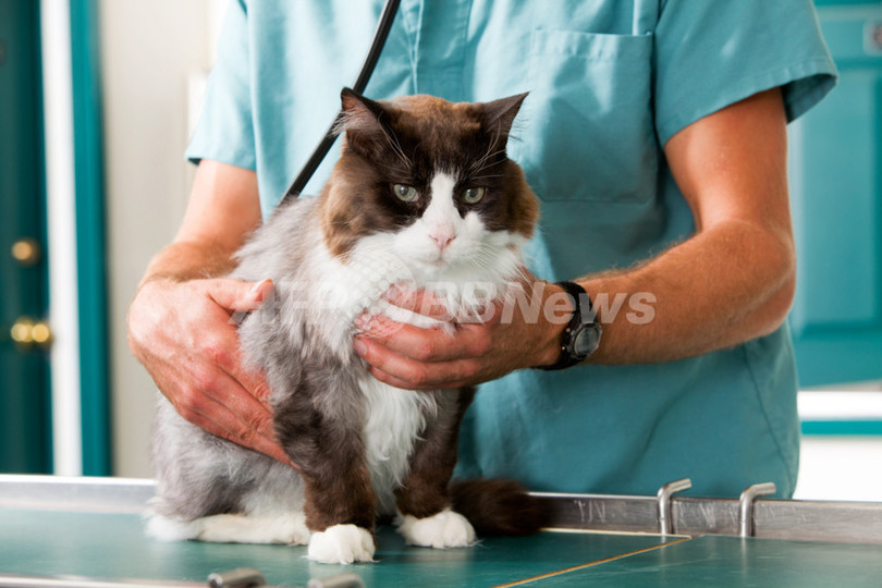 飼い主の約半数がペットのアレルギー症状に気付かず 飼い主の約半数がペットのアレルギー症状に気付かず